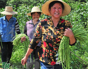 三月份可以種豆角嗎？豆角幾月份種？