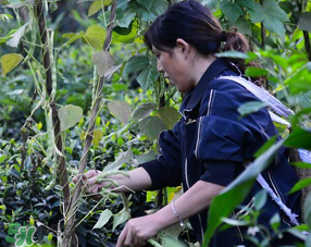 三月份可以種豆角嗎？豆角幾月份種？