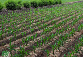 三月份可以種玉米嗎？玉米幾月份可以種？