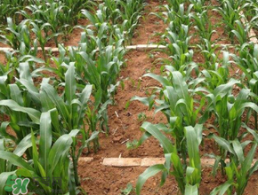 三月份可以種玉米嗎？玉米幾月份可以種？