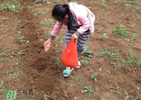 三月份可以種玉米嗎？玉米幾月份可以種？