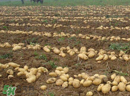 三月份可以種土豆嗎？土豆幾月份種植？