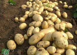 三月份可以種土豆嗎？土豆幾月份種植？