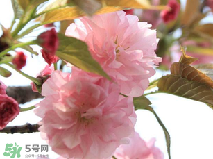 四月份還有櫻花嗎？四月份哪里有櫻花？