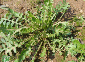 薺菜需要焯水嗎？薺菜焯水的好處