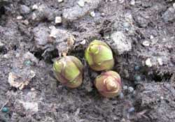 3月份可以種百合花嗎？百合幾月種植？