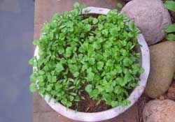 三月份可以種香菜嗎？香菜幾月份播種？