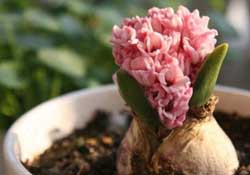 三月份可以種風信子嗎？風信子幾月份種植？