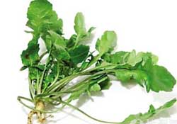 薺菜是什么菜？薺菜是什么野菜？