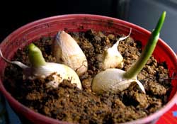 3月份可以種大蒜嗎？三月份種什么農(nóng)作物？