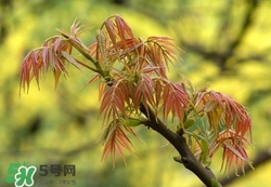 什么東西清火效果好？什么東西清火最快？