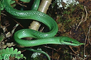 被蛇咬了怎么急救？被蛇咬了怎么辦？