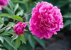 春天能種芍藥嗎？芍藥幾月種植？