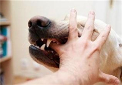 狂犬疫苗多少錢？狂犬疫苗價格？