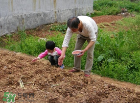 三月份可以種花生嗎？花生幾月份播種比較好？