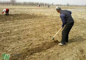 三月份可以種花生嗎？花生幾月份播種比較好？
