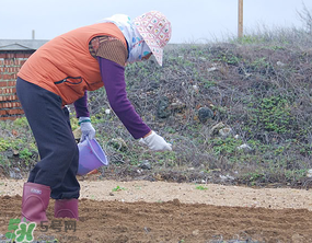 三月份可以種花生嗎？花生幾月份播種比較好？