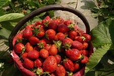 草莓可以泡酒嗎？草莓泡酒能喝嗎？