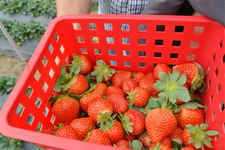 草莓可以泡酒嗎？草莓泡酒能喝嗎？