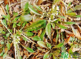 薺菜不能和什么一起吃？薺菜和什么相克？