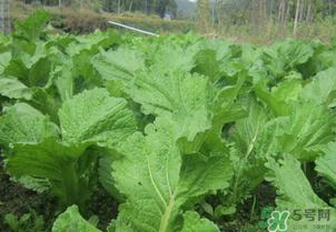 芥菜能和雞肉一起吃嗎？芥菜與雞肉同吃會(huì)中毒嗎？