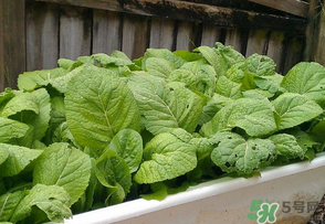 芥菜為什么苦？芥菜苦是怎么回事？