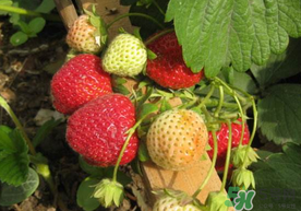 春天能種草莓嗎？春天可以種草莓嗎？