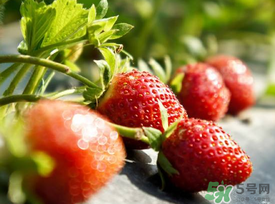 春天能種草莓嗎？春天可以種草莓嗎？