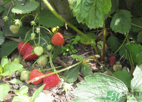 春天能種草莓嗎？春天可以種草莓嗎？