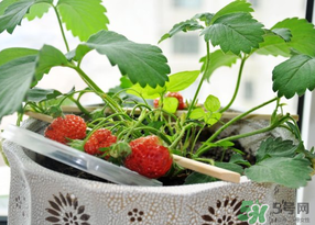 春天種草莓會(huì)結(jié)果嗎？春天種草莓什么時(shí)候結(jié)果？