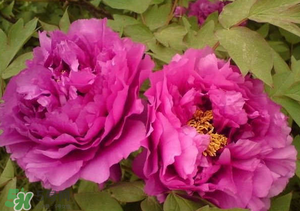 春天栽牡丹能活嗎？春天能種牡丹嗎？