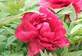 春天栽牡丹能活嗎？春天能種牡丹嗎？