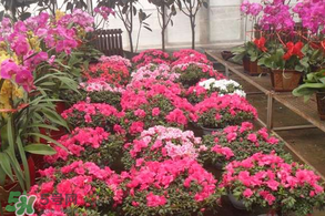 春天栽牡丹能活嗎？春天能種牡丹嗎？