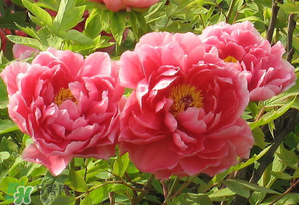 春天牡丹怎么養(yǎng)？春天牡丹怎么種植？