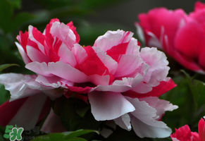 春天牡丹怎么養(yǎng)？春天牡丹怎么種植？