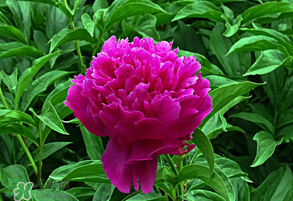 春天牡丹怎么養(yǎng)？春天牡丹怎么種植？