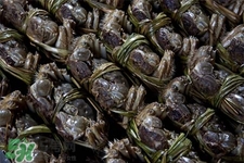 一年四季都有大閘蟹嗎？一年四季都可以吃大閘蟹嗎？