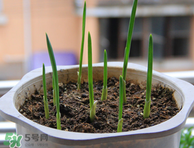 春天可以種大蒜嗎？春天什么時(shí)候種大蒜？