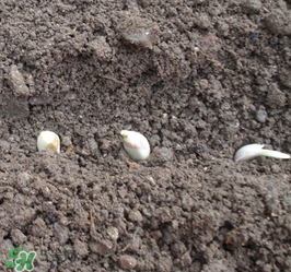 春天可以種大蒜嗎？春天什么時(shí)候種大蒜？