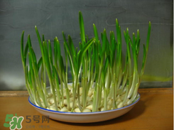 春天大蒜什么時(shí)候澆水？大蒜多久澆一次水？