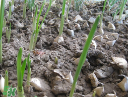 春天大蒜什么時(shí)候澆水？大蒜多久澆一次水？