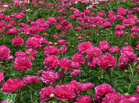 春天能種芍藥嗎？芍藥幾月種植？