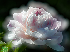 春天能種芍藥嗎？芍藥幾月種植？