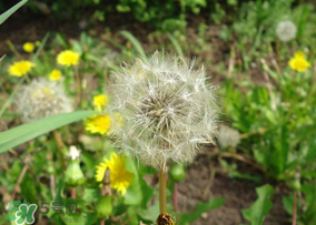 蒲公英多少錢一斤？蒲公英多少錢一克？