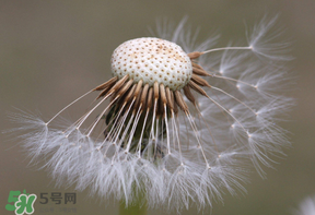 蒲公英多少錢一斤？蒲公英多少錢一克？