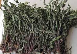 干的蒲公英多少錢一斤？蒲公英多少錢一斤干的？