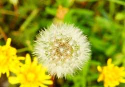 蒲公英多少錢一斤？蒲公英多少錢一克？