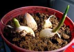 春天大蒜什么時(shí)候澆水？大蒜多久澆一次水？