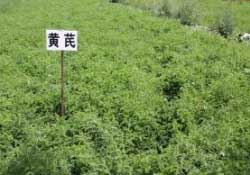 三月份能種什么藥材？春天種什么藥材？