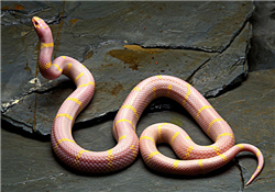 被蛇咬了怎么急救？被蛇咬了怎么辦？